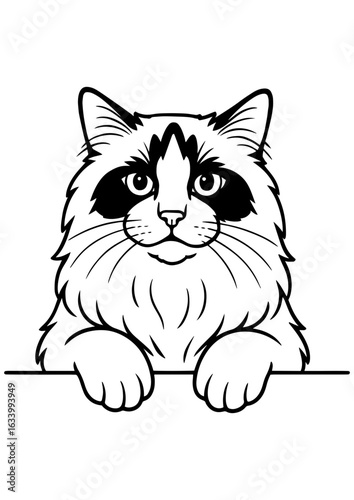 Black and white vector portrait of Ragdoll cat with paws on white background. Perfect for engraving, prints, tattoos, and cat lover gifts.