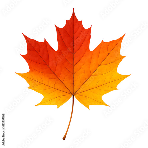 Vibrant maple leaf autumn colors isolated on transparent background