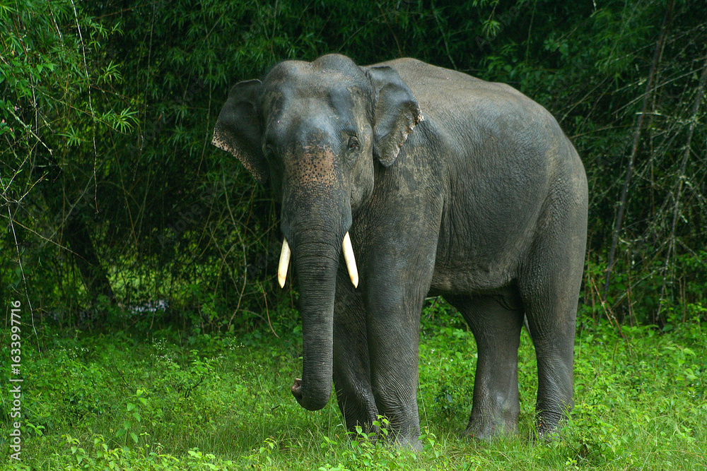 Fototapeta premium An elephant photographed in Bandipur National Park (Karnataka, India)