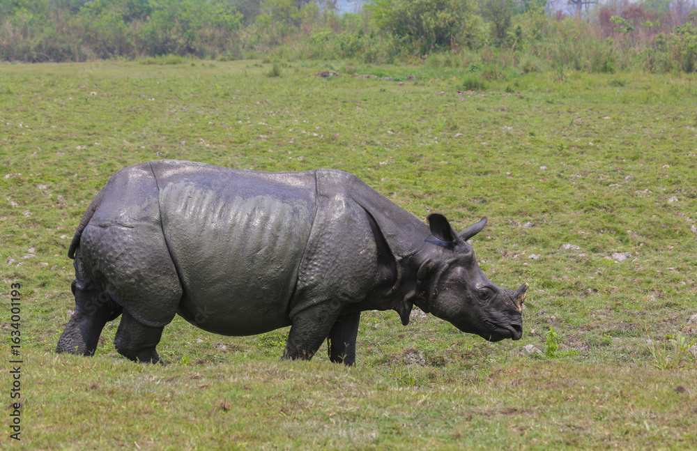 Fototapeta premium One-horned Rhino in Kaziranga National Park, Assam, India