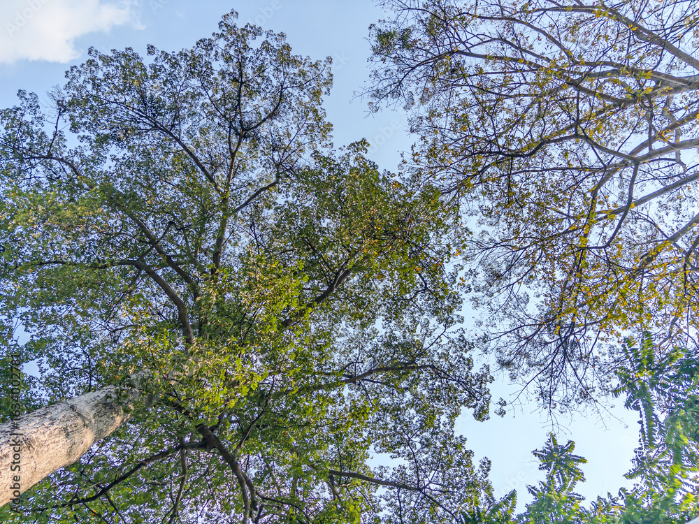 Fototapeta premium Stunning upward view through tropical forest canopy showing intricate network of tree branches and green foliage against bright blue sky with white clouds creating natural ceiling