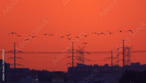 Beautiful sunset view of Bangalore city with flying birds