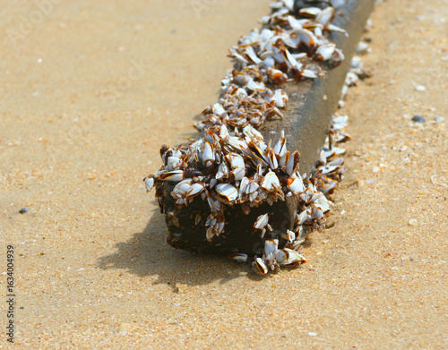 Photography Barnacles attached to a wooden log - photographed at a beach in Goa (India)