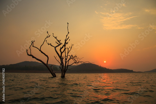 Schilderij op canvas Wonderful sunset view of Bhadra reservoir during evening boating with Cormorants sitting on a tree half submerged in the lake