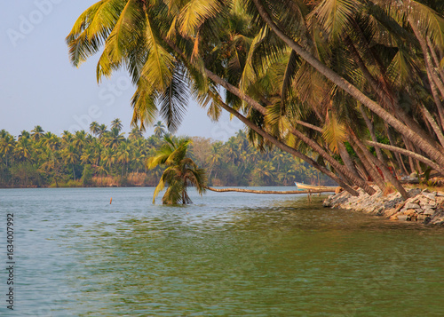Photography A coconut tree growing horizontally - photographed at the bank of Suvarna river