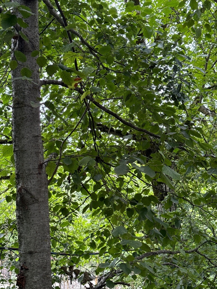 Fototapeta premium trees in the forest