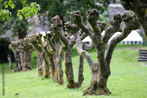 Картината върху платно A row of tree trunks after tree pruning in a garden in Bergen, Norway