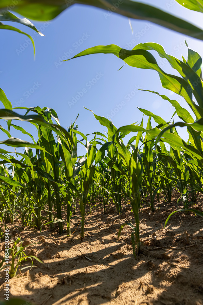 Fototapeta premium green corn at the beginning of spring corn blooming, clear sunny weather without clouds in a field with green corn for livestock, close up