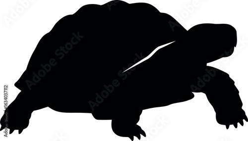 Silhouette tortoise walking