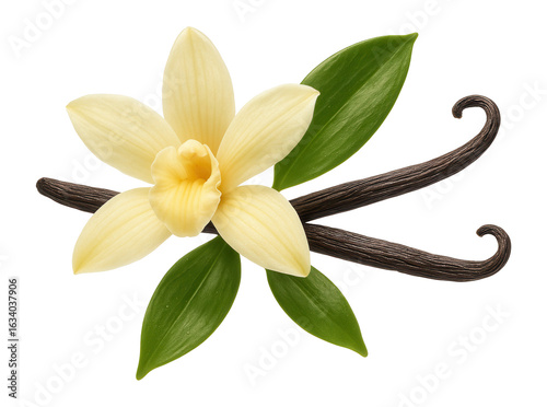 Yellow vanilla flower with bright green leaves and dark vanilla pods on transparent background.