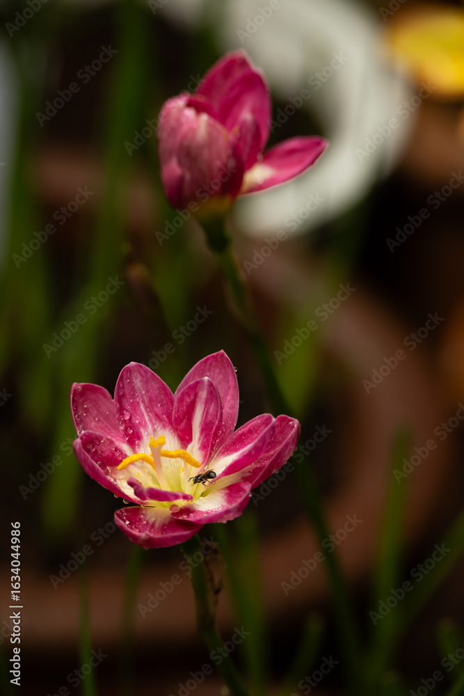 Fototapeta premium Blooming pink rain lily flowers, Zephyranthes Rungsira
