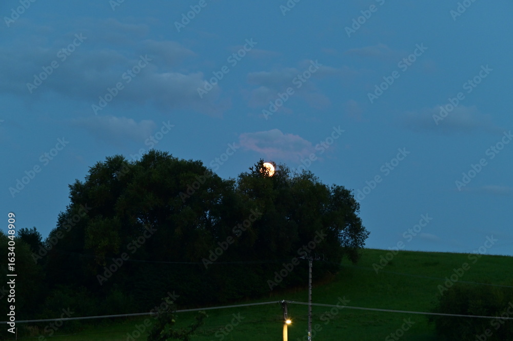 Obraz premium The moon in the night sky and the silhouette of the trees.