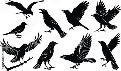 bird, silhouette, vector, flying, animal, birds, illustration, eagle, nature, fly, wing, wings, dove, black, hawk, pigeon, flight, set, wildlife, wild, crow, feather, duck, animals, beak