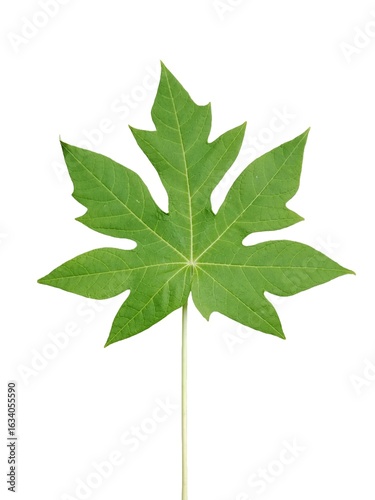 Papaya Leaf Isolated on White Background