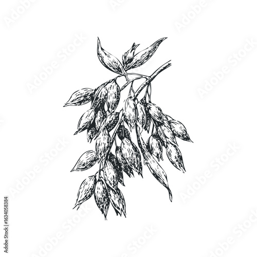 Hand Drawn Oat Plant Branch with Seeds and Leaves on White Background