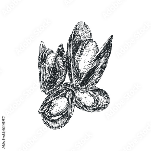 Detailed Graphic Illustration of Fresh Mussels in Shells