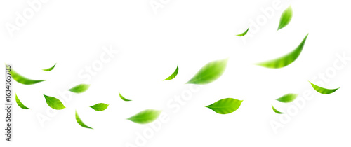 flying leaves on white background for design elements