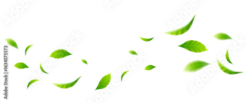 flying leaves on white background for design elements