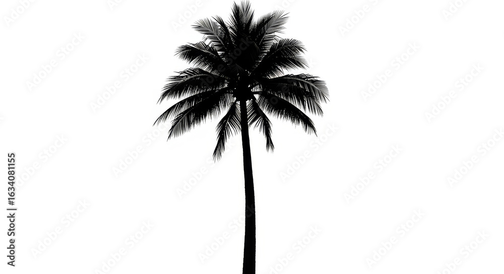 Obraz premium Solitary palm tree silhouette against white