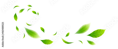 flying leaves on white background for design elements