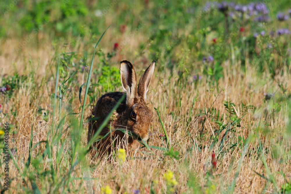 Obraz premium Brown Hare Resting in Dry Summer Grass