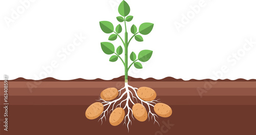 A potato plant with green leaves and several potatoes growing underground in brown soil illustration art