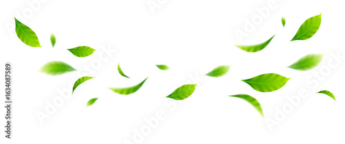 flying leaves on white background for design elements