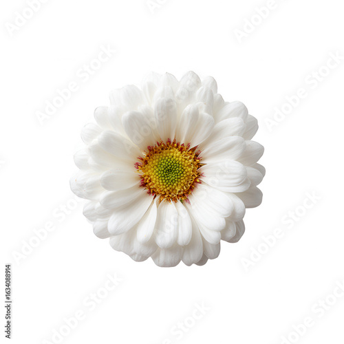 A delicate white flower with intricate petals and a vibrant yellow center set against a transparent background, perfect for floral designs and botanical illustrations.