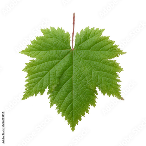 A detailed image of a vibrant green leaf against a white isolated background, showcasing its intricate texture and natural beauty.