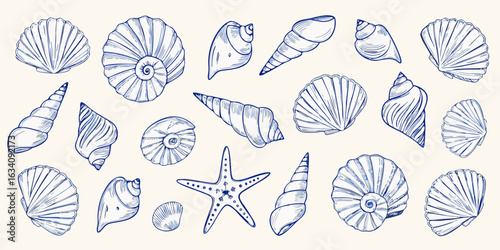 Collection of hand drawn blue seashells and starfish illustration