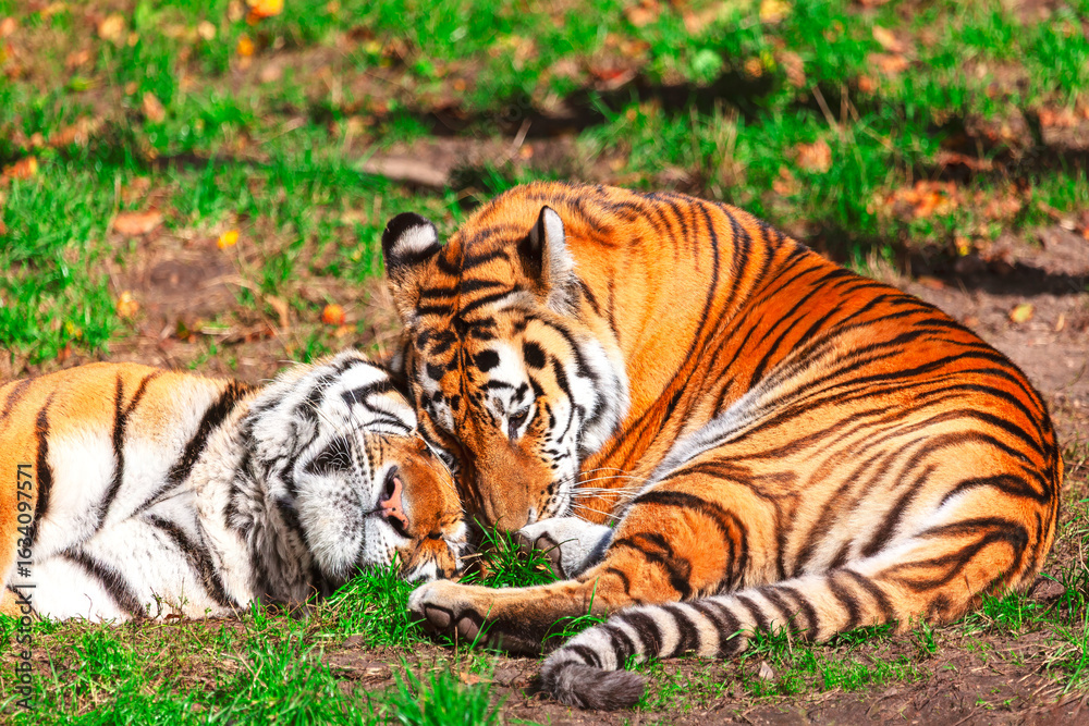 Obraz premium Two tigers rest peacefully together on the grassy ground. Tranquil scene of tigers resting on the ground, their bodies relaxed and close together