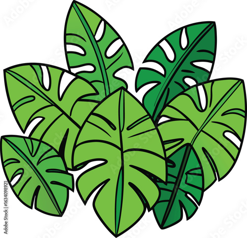 Vector illustration of lush monstera leaves in vibrant green, showcasing their distinctive split and perforated shapes