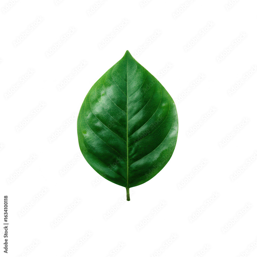 Fototapeta premium A vibrant green leaf showcasing intricate veining and a fresh appearance, isolated on a white background. Perfect for themes of nature, growth, and sustainability.