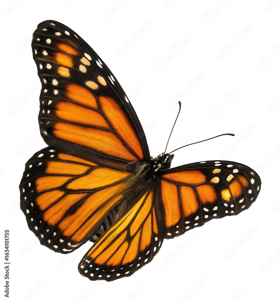 Fototapeta premium Vibrant orange and black butterfly with intricate patterns on its wings on transparent background.