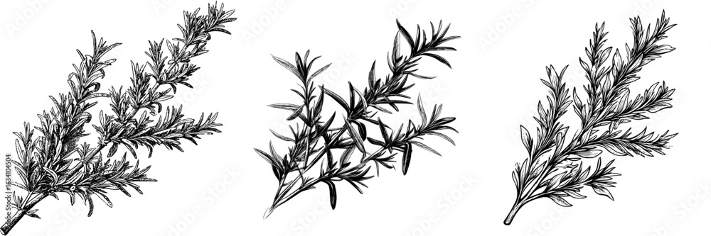 Naklejka premium The image features a hand drawn rosemary branch in a modern botanical style, isolated on white, with a rustic twist and an organic feel