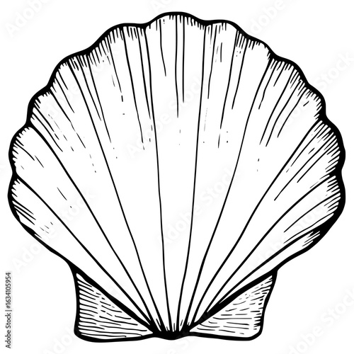 A line art illustration of a shell, created using a thin black contour line