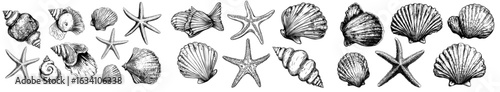 The collection features realistic sketches of various ocean creatures isolated on a white background, including seashells, marine Starfish, and scallop seashells