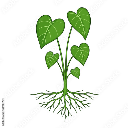 Heart Shaped Leaves Growing from a Root System