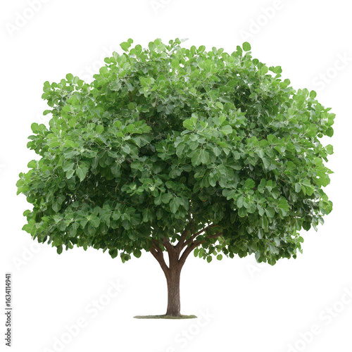 Lush green tree with a robust trunk, set against a white isolated background, showcasing the beauty of nature and its vibrant foliage.