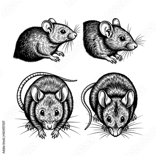Collection of hand-drawn mouse illustrations in a vintage engraving style. Set of four black and white rodents in different poses.