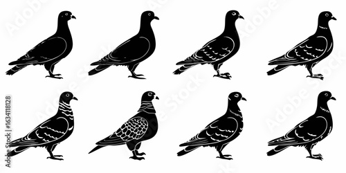Illustration showing a collection of eight black pigeons in various poses and with different markings | editable eps vectors