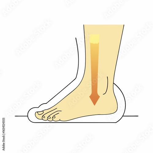 Foot anatomy illustration showing lateral view of foot structure  