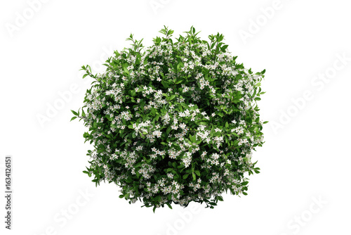 Fototapeta Naklejka Na Ścianę i Meble -  Round, vibrant green shrub with small white flowers, dense foliage, top-down view