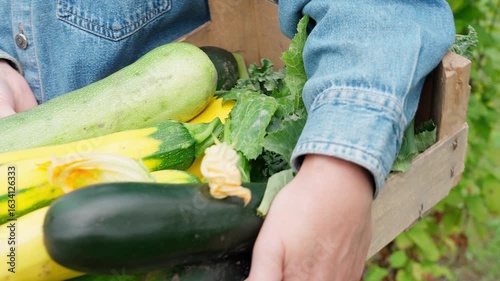 Zucchini harvest, organic squash, yellow zucchini, green squash grown in the garden on the bed, woman carries in a wooden box. Close-up, front view, 