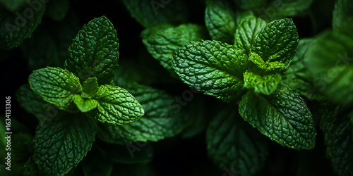 Close up shot of fresh green mint leaves in a dark background view