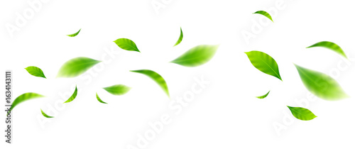 flying leaves on white background for design elements