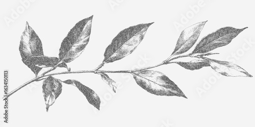 Graceful branch. Rough abstract object with a speckled halftone look, faded ink, handdrawn edgework. Grain and blur.