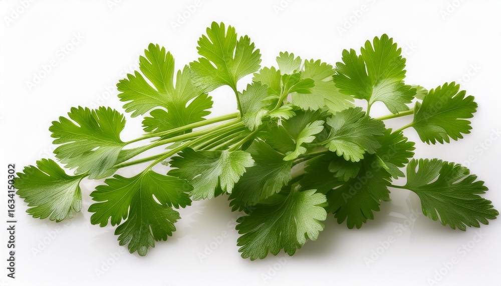 Fototapeta premium coriander plant isolated on white background