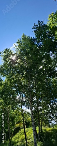 The sun is shining brightly in the blue sky, and light white clouds are floating across the sky. The sun's rays are shining through the leaves of the trees.