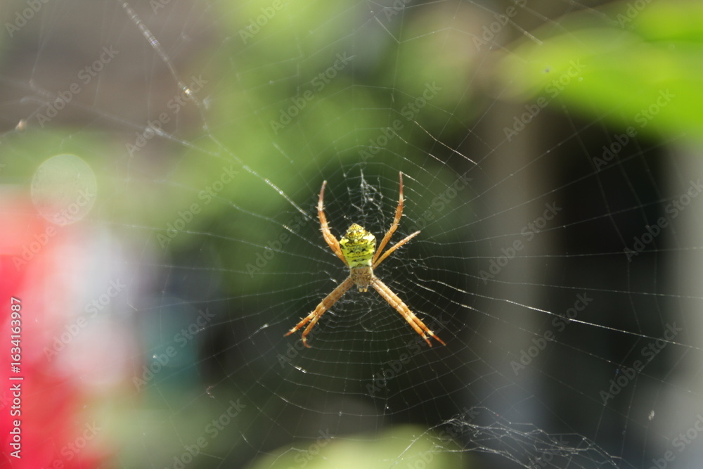 Obraz premium spider on web